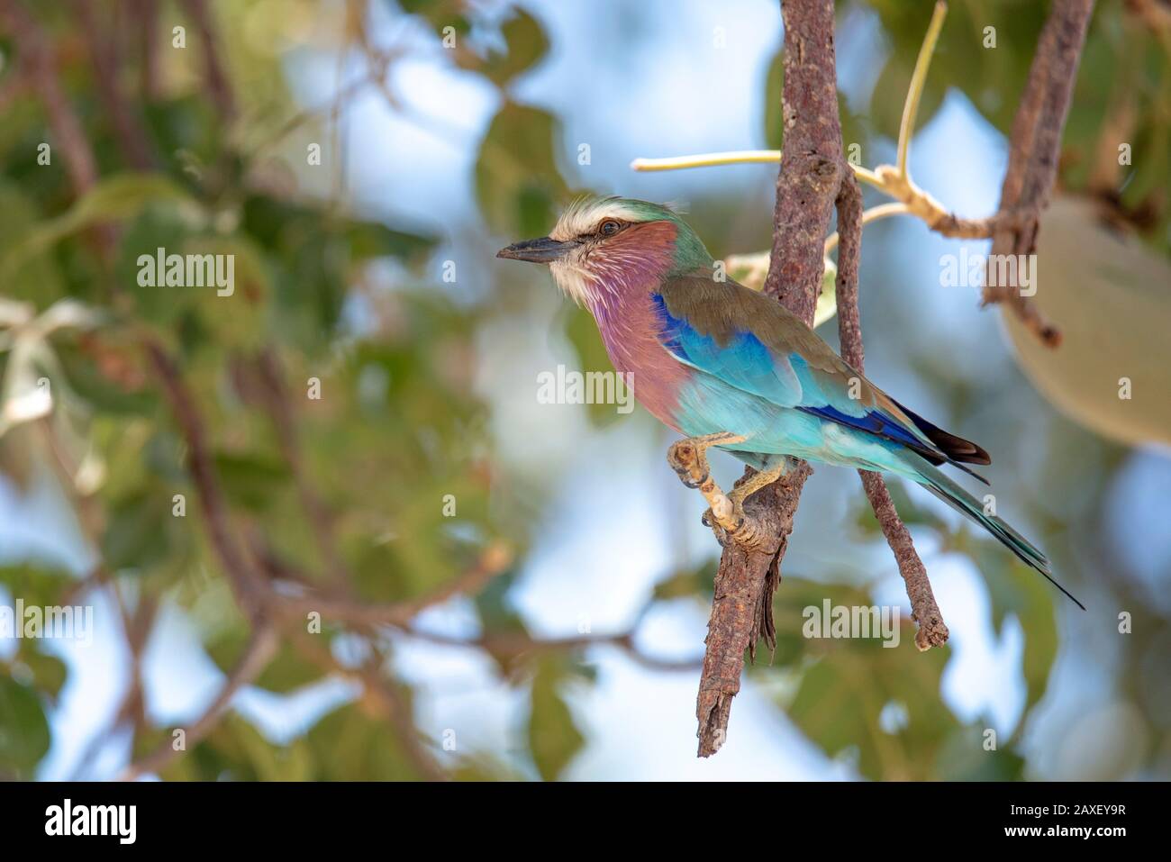 Hermoso Rodillo Con Bramido De Liliac. En Safari En El Parque Nacional De Tarangire, Tanzania, África Foto de stock