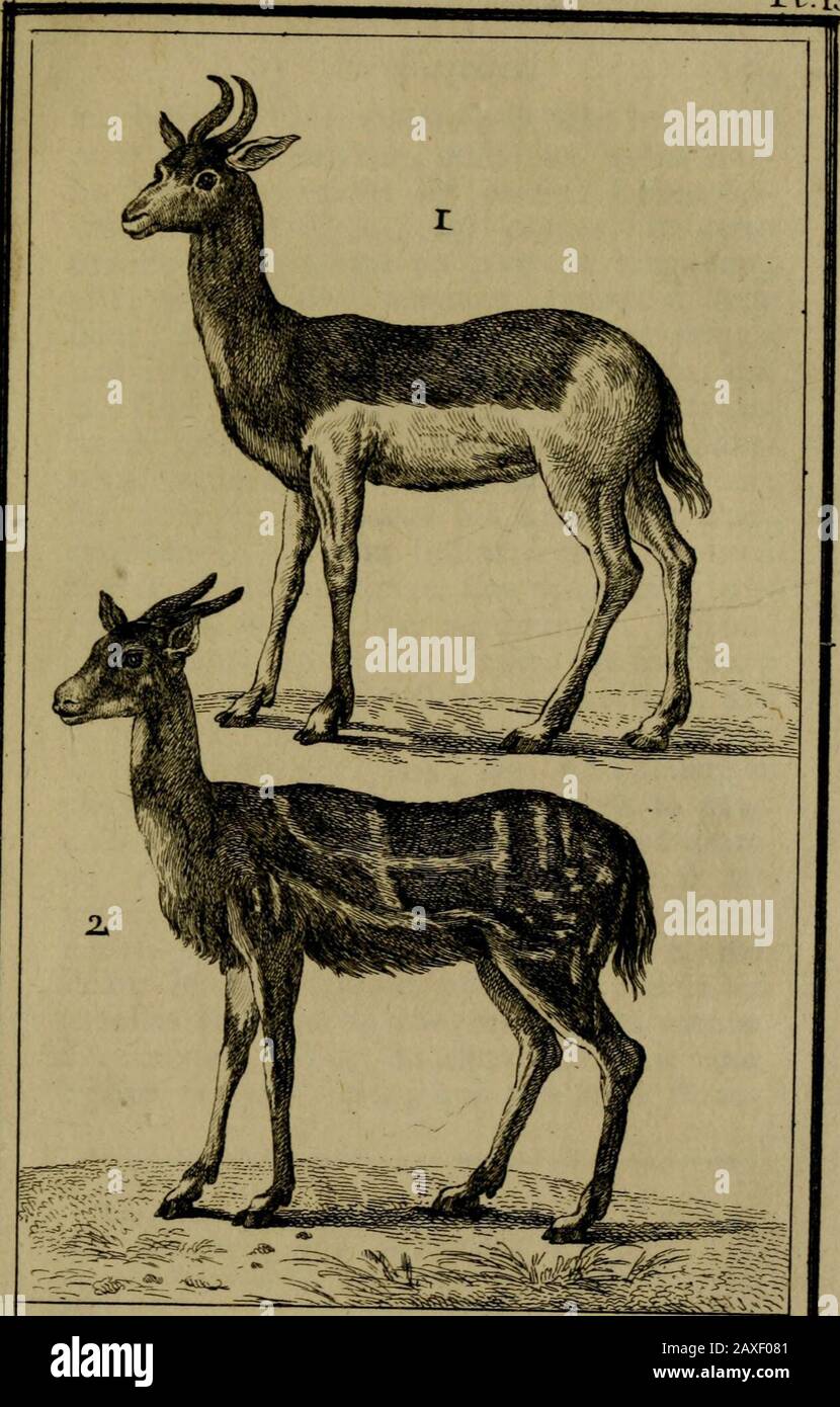 Histoire naturelle, générale et particulià¨re, avec la description du Cabinet du roi . Ile ICeret. Z la Corutt Tom.V: PL 15.. E l i o . 2. Le- Gvuh. DTS Ga-Ilus, ly en Syrie , en Méaippotamie & dans les autresprovider:es du Levant auffi-bien quen Bar-barie dans tans toutes les parties ieptentrio-nales de lAfrique ; Les cornes de cetteg32.1é__LW_AT__®e ont environ un pied de longueur,elles portent des anneaux entiers à leurbafe , & enfuite des demi-anneaux jufquíune petite diftance de leur extrémité :, quieft lifle & pointue; non-es-némalle Foto de stock