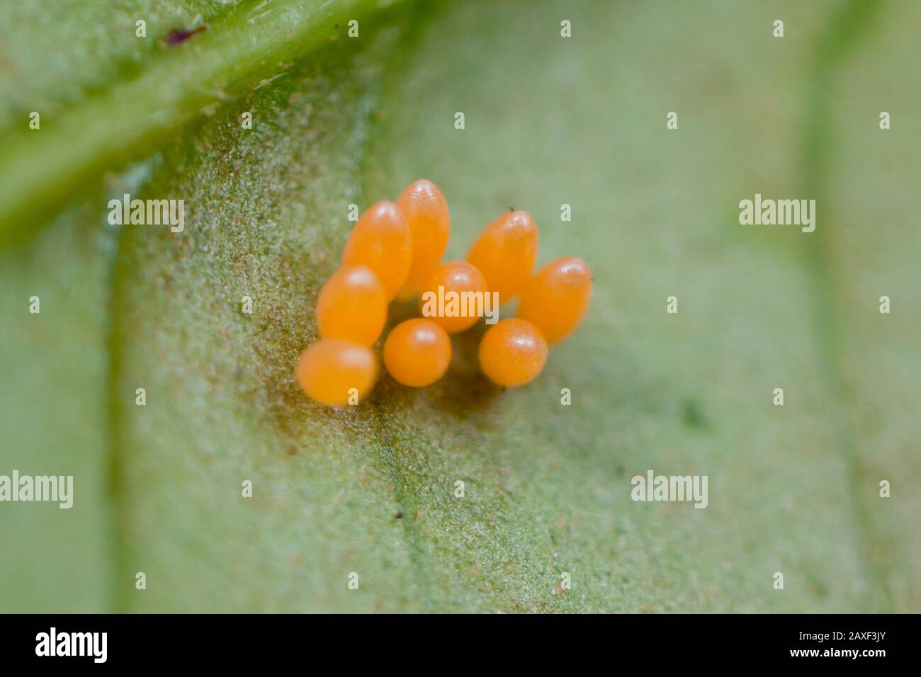 Huevos de insectos fotografías e imágenes de alta resolución - Alamy
