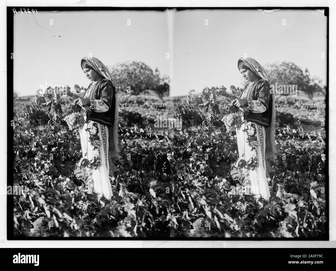 Coleccion De Uvas Imagenes De Stock En Blanco Y Negro Alamy