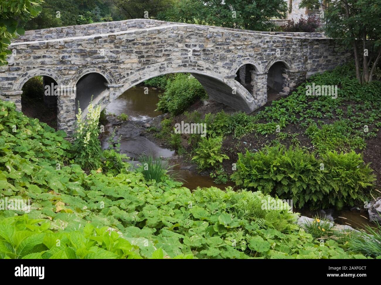Puente de piedra medieval y Petasites