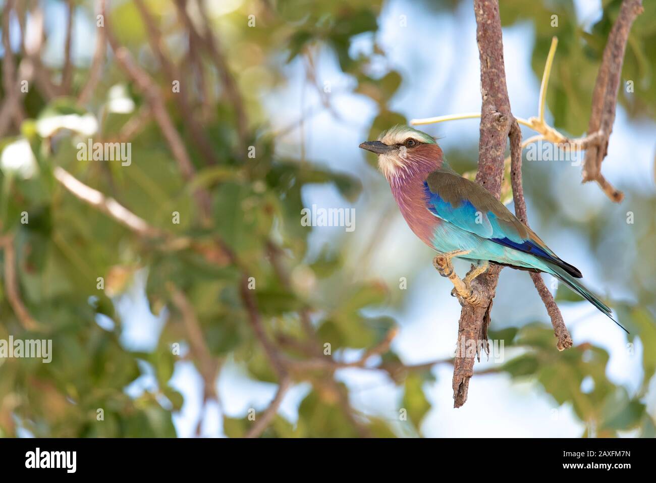 El icónico y muy hermoso rodillo lactado Liliac. Hicimos un safari en el Parque Nacional Tarangire, Tanzania, África Foto de stock