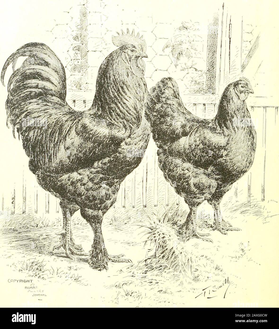 Los Asiaticos Brahmas Cochins Y Langshans Todas Las Variedades Su Origen Rfliabie Aves De Corral J Urjwl C Pyricht Gt 3 Standanl Brnl White Cochins Bv Sewell Langshans Ideal En Negro Por Sewell Gt Fotografia De Stock