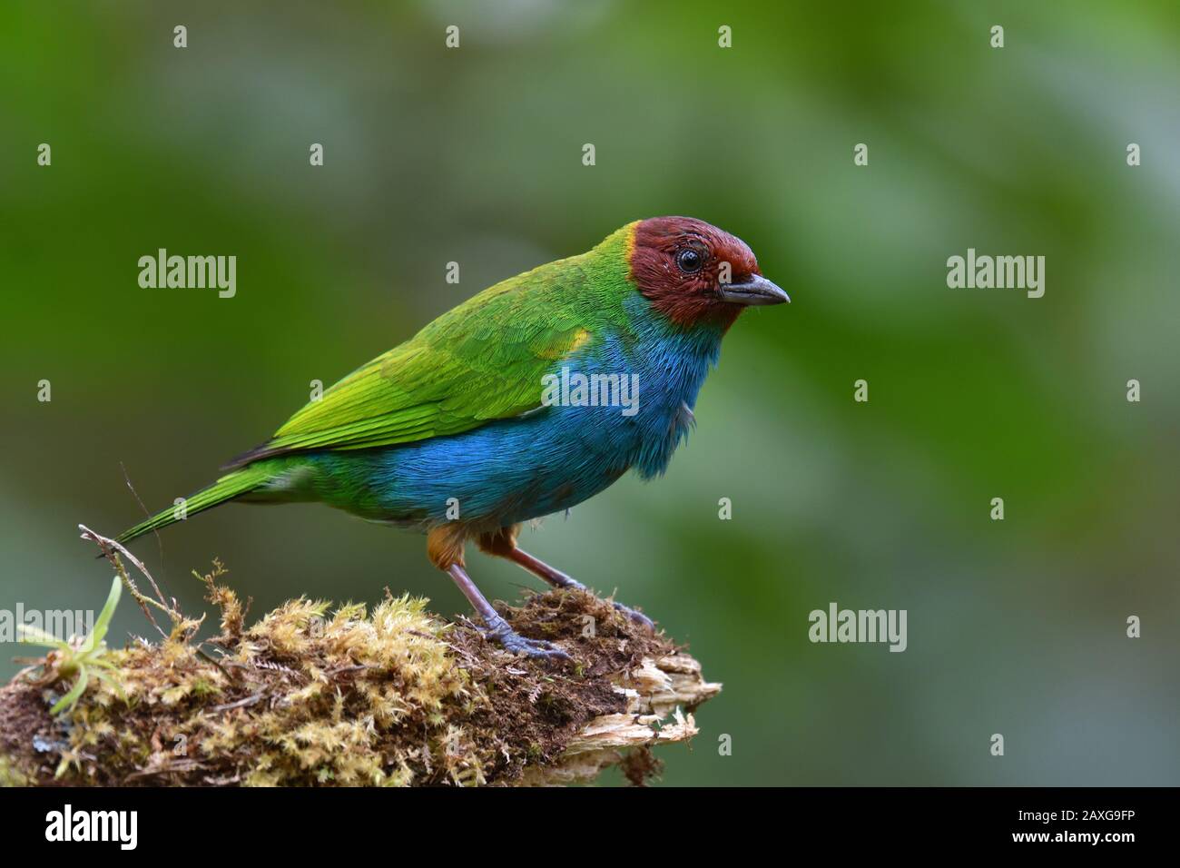 Un Tanager encabezado de la bahía en Costa Rica selva tropical Foto de stock