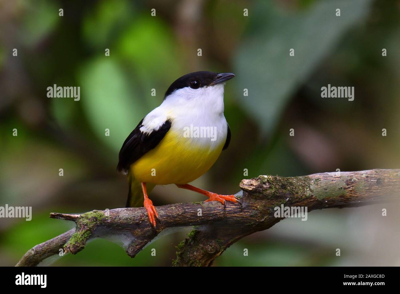 Manakin de cuello blanco en la selva tropical de Costa Rica Foto de stock