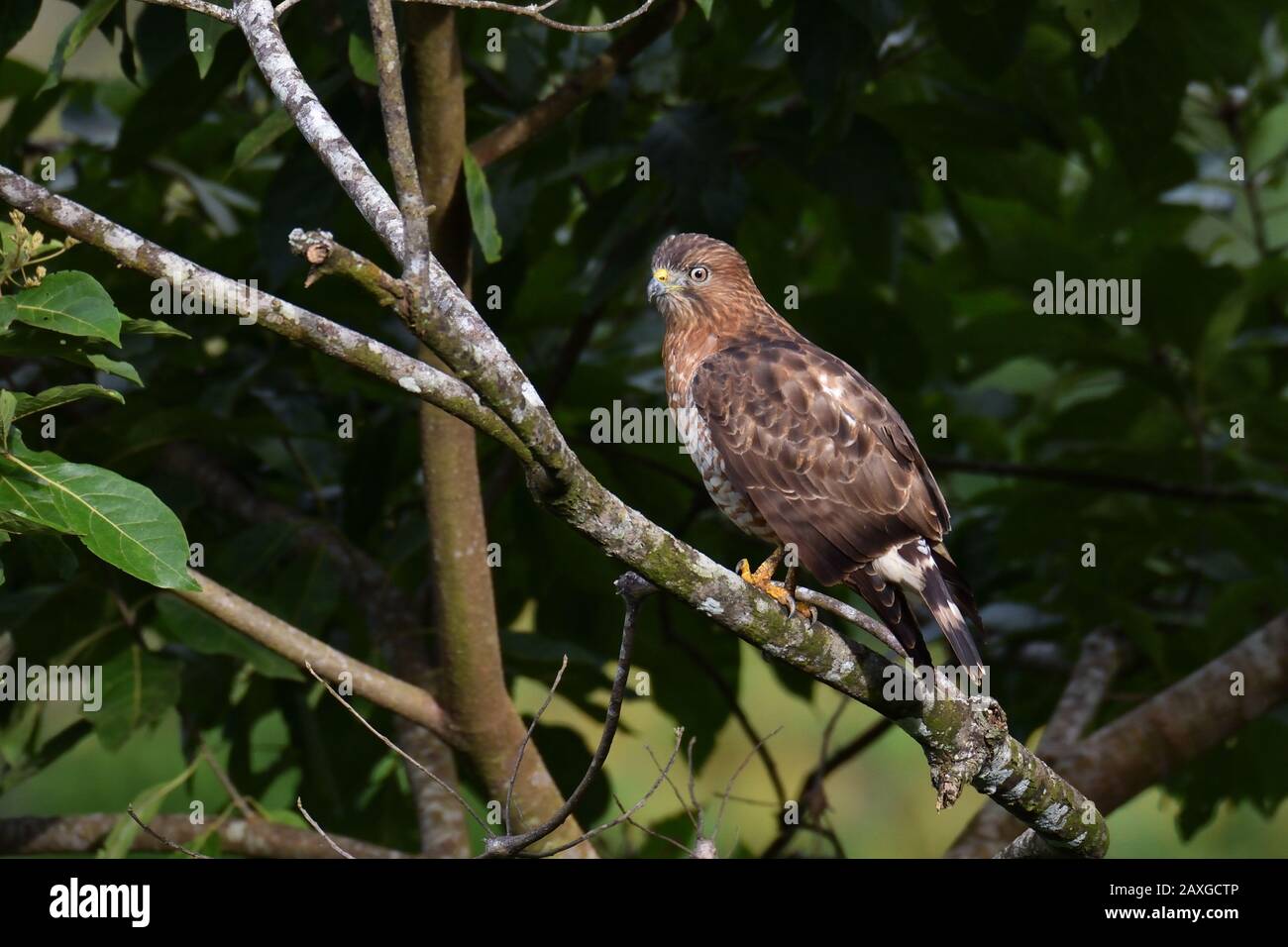Halcón de alas anchas en la selva tropical de Costa Rica Foto de stock