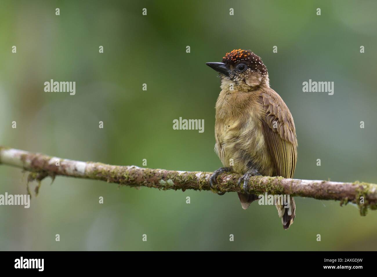 Un Olivaceus Piculet en la selva tropical de Costa Rica Foto de stock