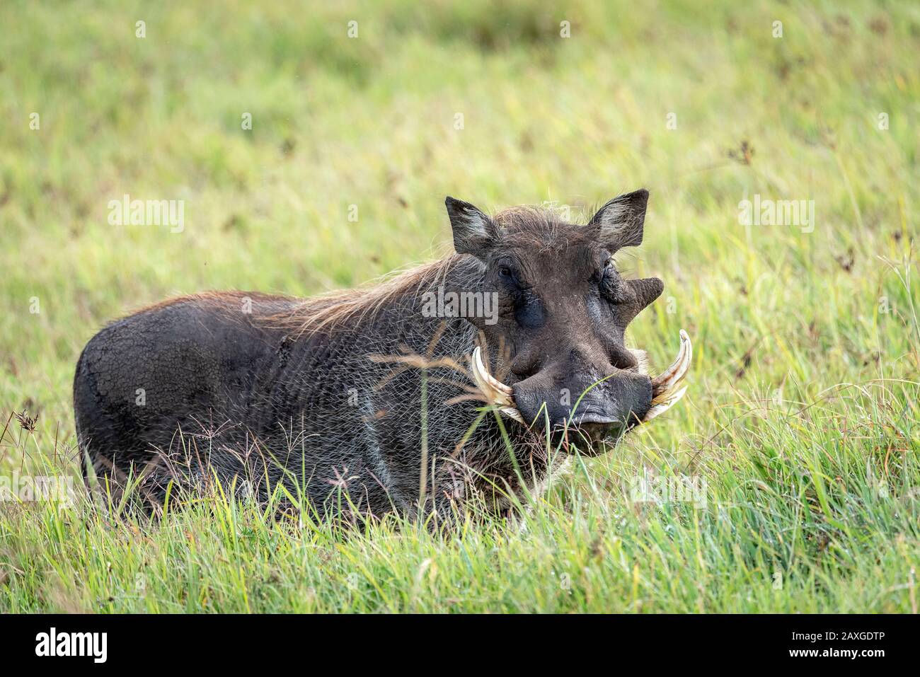Warthog disfrutando de una comida con césped en el Cráter Ngorongoro. Foto de stock