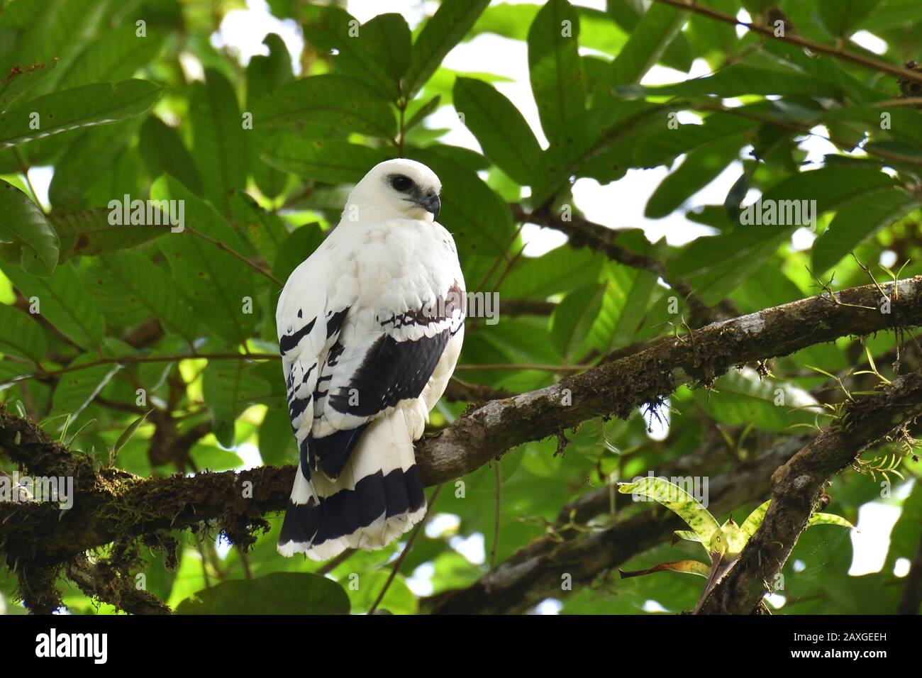 White Hawk Costa Rica Foto de stock