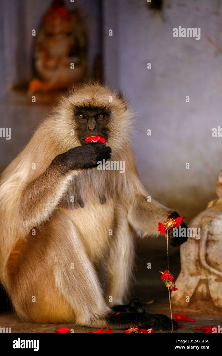 Robo de monos fotografías e imágenes de alta resolución - Alamy