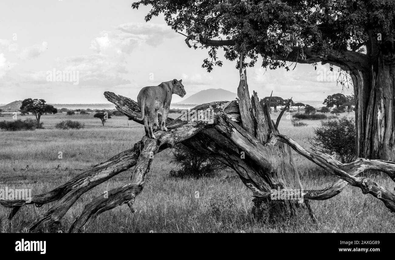 Joven Leona pastando sobre la sabana. En El Parque Nacional Tarangire, África. Foto de stock