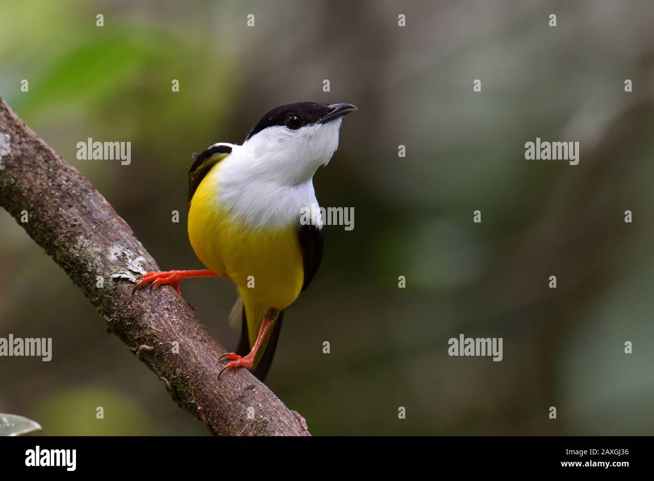 Manakin de cuello blanco en la selva tropical de Costa Rica Foto de stock