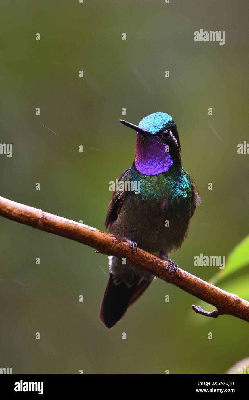 Colibrí de piedras de la montaña de color púrpura en el bosque nublado de Costa Rica Foto de stock