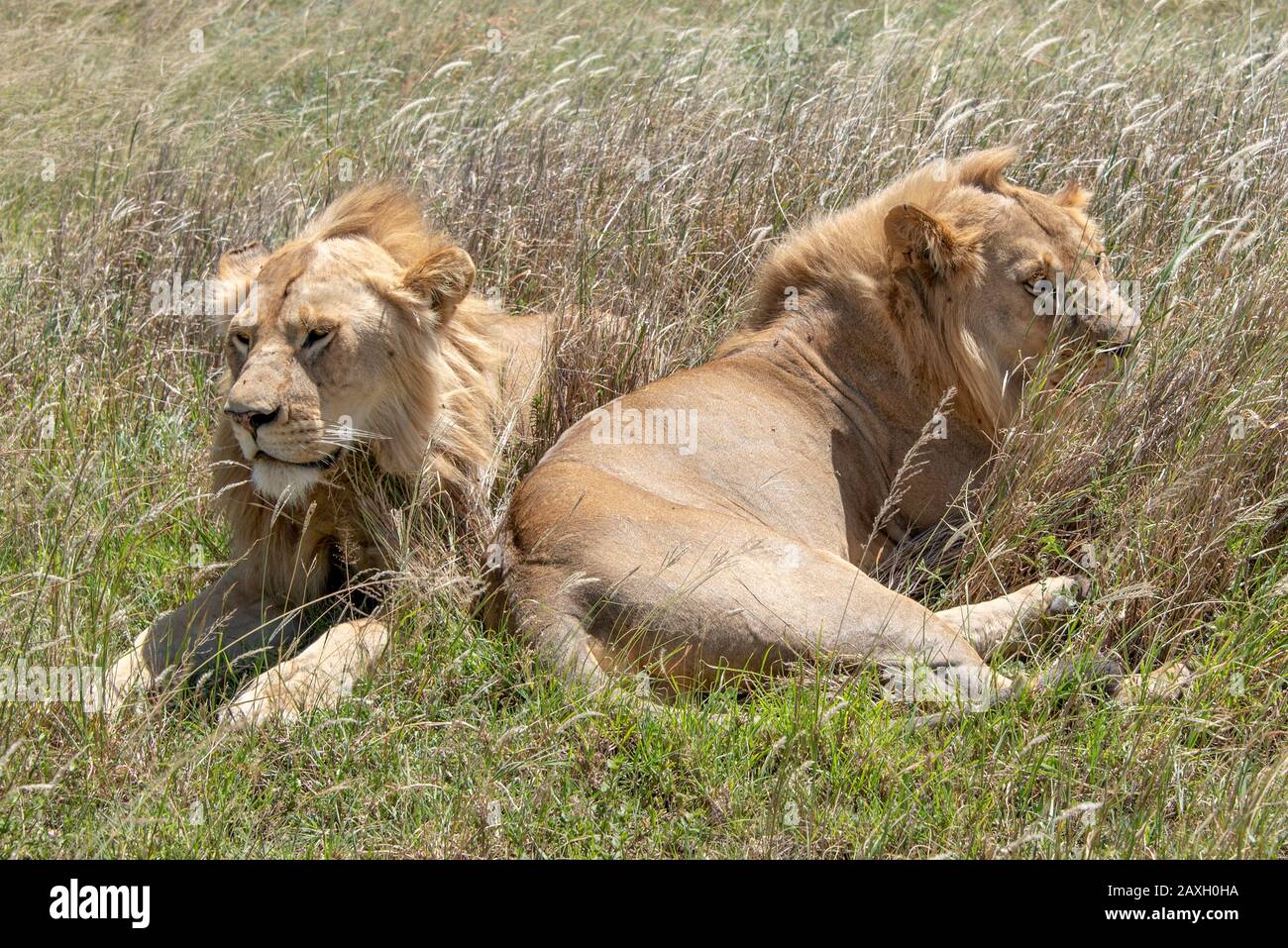 Este hermoso par de jóvenes Leones varones descansaban felizmente bajo el sol del mediodía. Foto de stock
