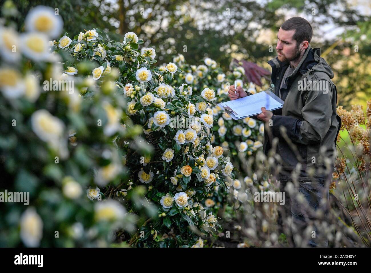 Floración de camelias fotografías e imágenes de alta resolución - Alamy