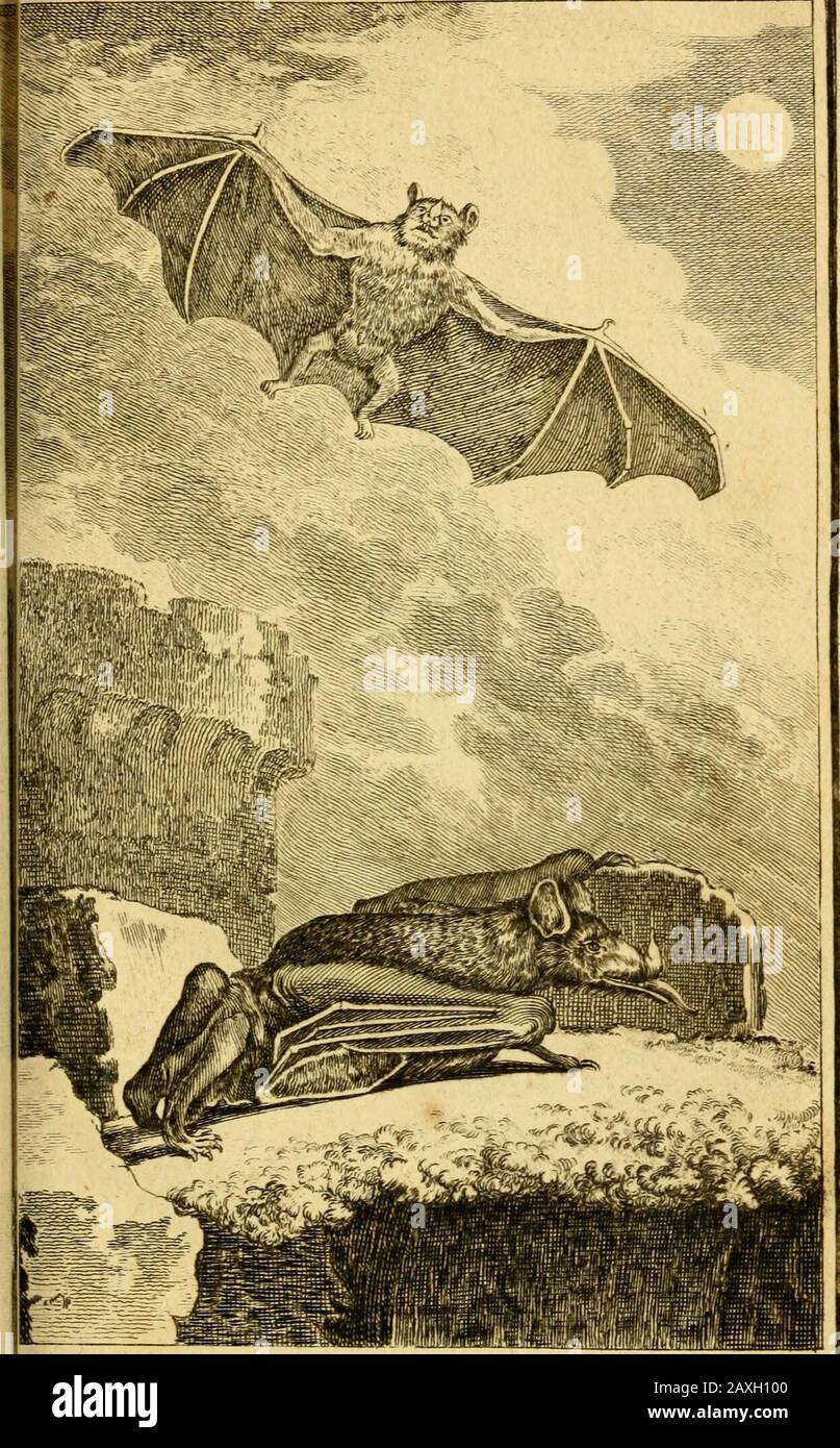 œuvres complètes de Mle C[om]te de Bufpon .. . I. A cnAX i: - s oURis CEPirAL o tji. A . VI N . ZR X.EML-. FL.XX.ra .iiff. JfLri/Jc-tftlr.rcul. BUSARAIGNE. Des Animaux quadrupèdes, i i 7 ADEMÁS Aux articles du Sarigue dela Mainiofe & du Cajo- polin IVL« DELA Borde, Médecin du Roià Cayenne, ma écrie quil avoir nourri,çians un petit tonnies du sarifolent De la viande cuite oucrue, du pain, du hiÇcuït, Sec, ils fontcontinuellement à fe lécher les uns lesautres-, ils font le même murure que les-rhats Foto de stock