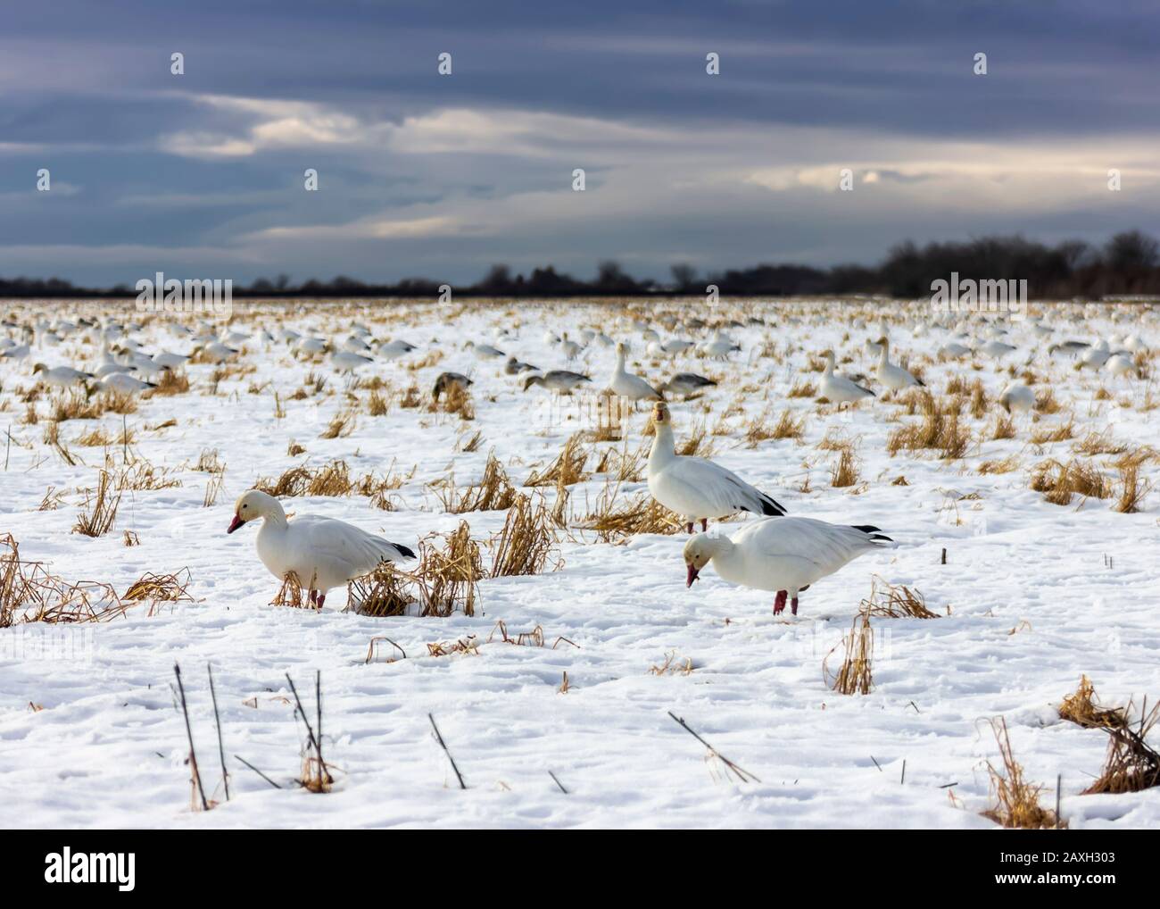 Migrando nieve ganesa comiendo hierba en la nieve, en Delta, British Columbia, Canadá. Hermosas aves blancas con alas negras. Pico y piernas rojas. Algunos Foto de stock