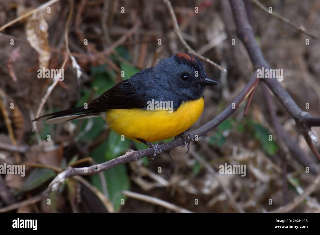 Slate-throated Redstart Foto de stock