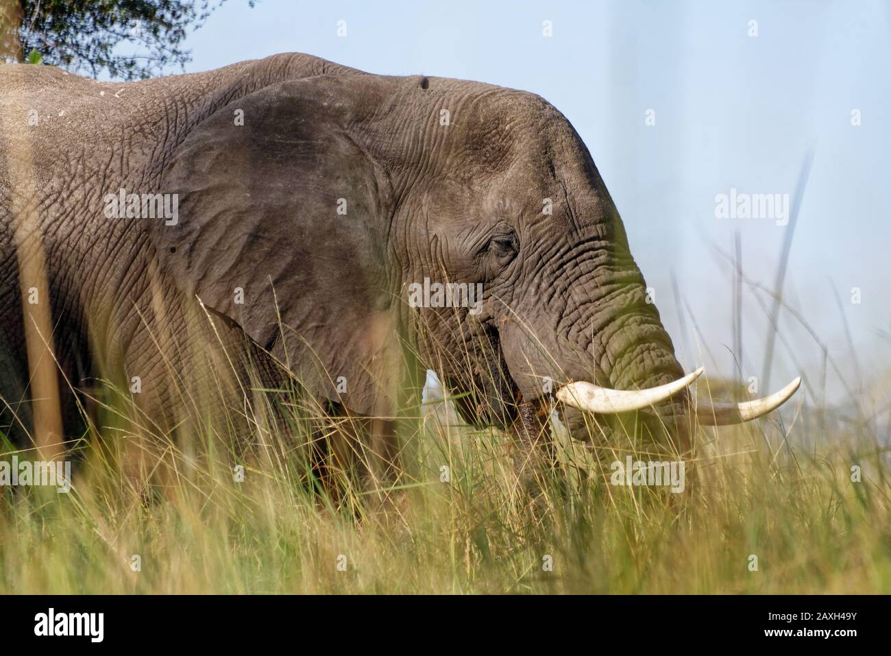 Un elefante toro en el delta del Okavango, visto desde un mokoro en el agua Foto de stock