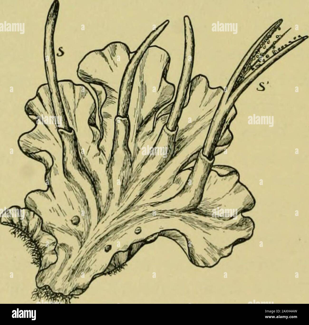 Naturaleza Y Desarrollo De Las Plantas S La Involucion El Gametospore Se Desarrolla Despues De La Manera Anotada En Marchantia Formando Una Capsula Con Elaters Pero Su Tallo O Seta Alcanza