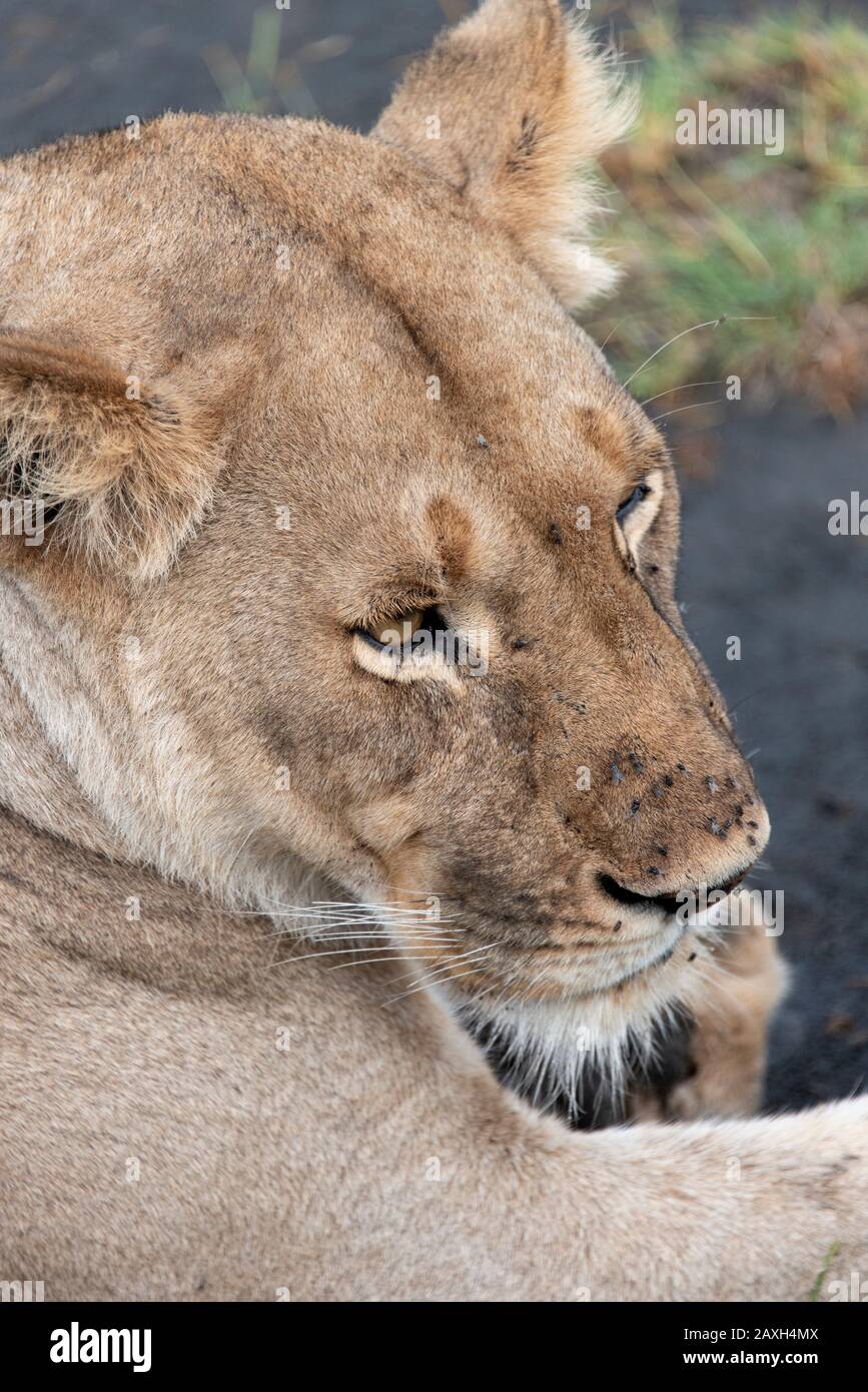 Tan cerca con esta Leona en safari, tales majestuosos animales Foto de stock