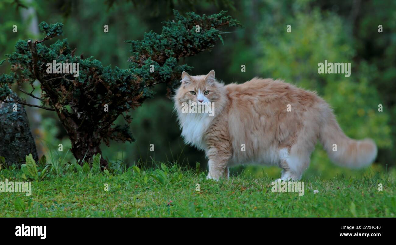Un gran y fuerte gato de bosque noruego macho de pie al aire libre en  verano Fotografía de stock - Alamy
