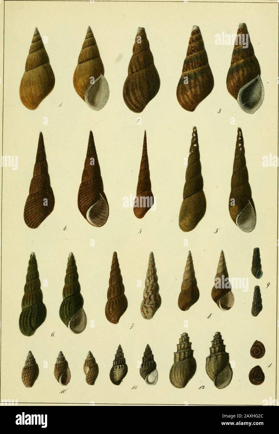 Die Land und Susswasser Mollusken von Java . TafXI. TAF.xil. Foto de stock