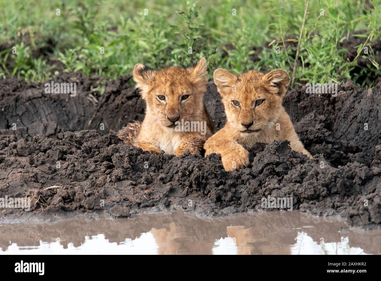 Los leones juegan en el barro del Serengeti Foto de stock