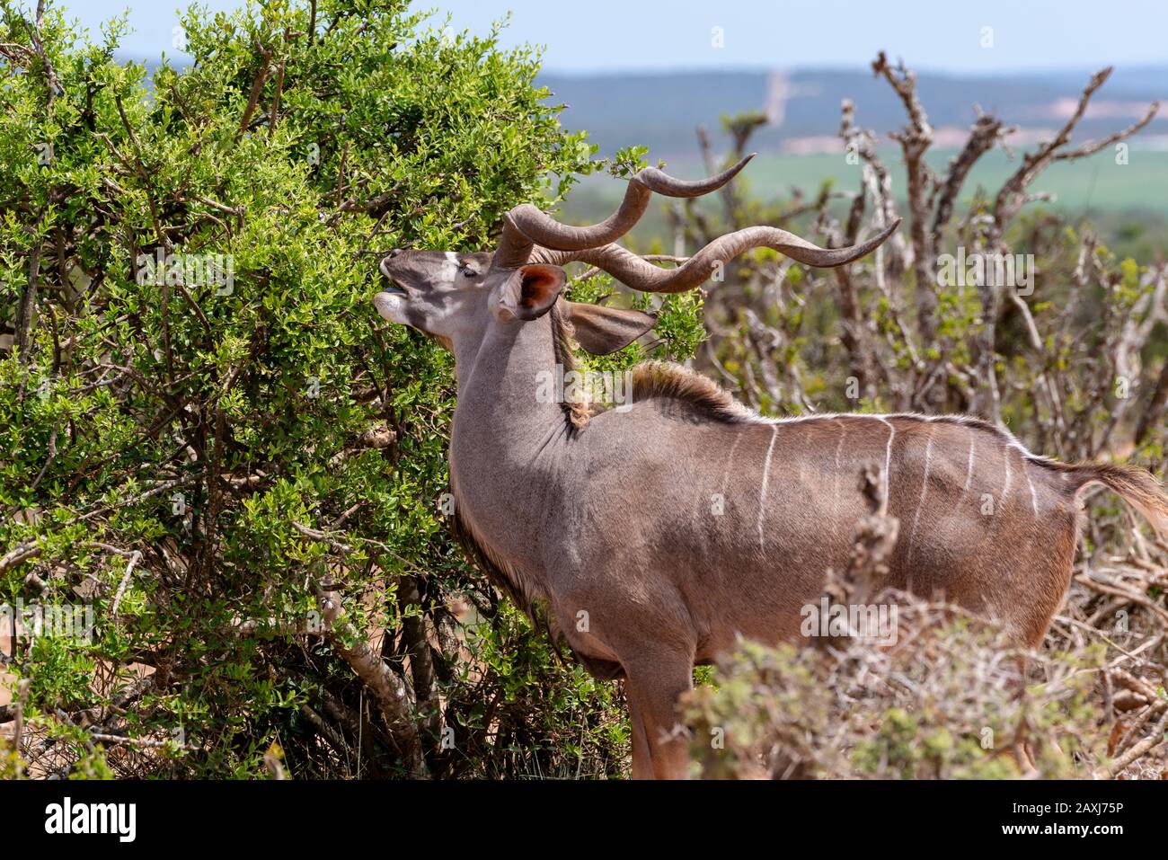 Male Kudu Navegando Por El Parque Nacional Del Elefante Addo, Cabo Oriental, Sudáfrica Foto de stock