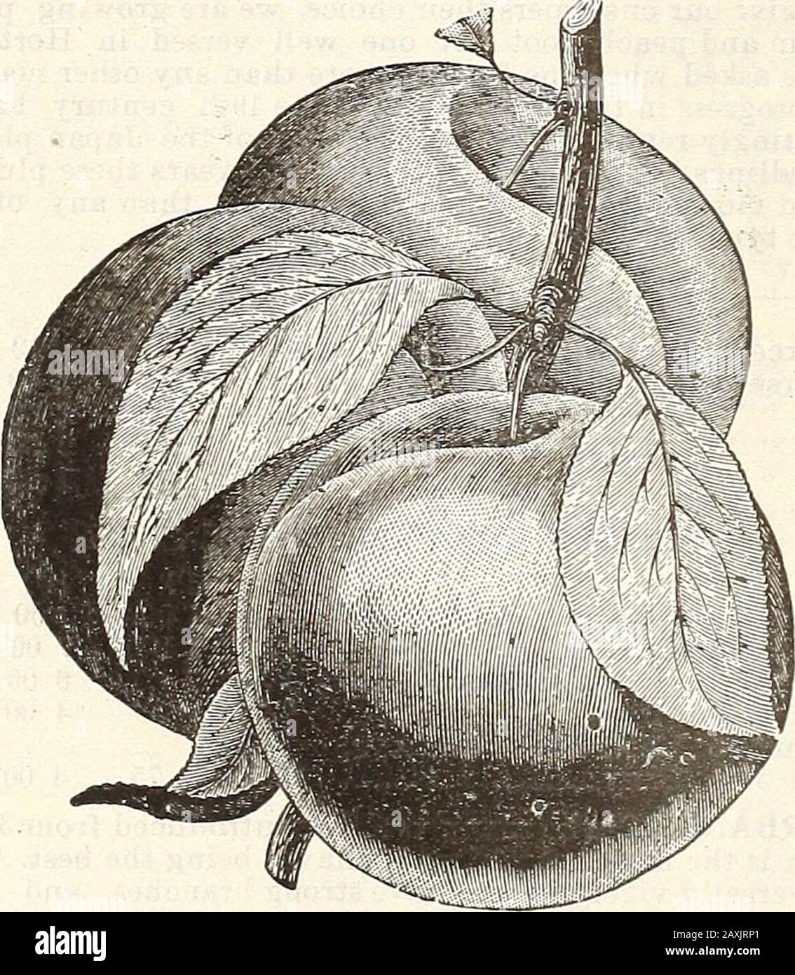 Manzana en berlín fotografías e imágenes de alta resolución - Página 5 -  Alamy