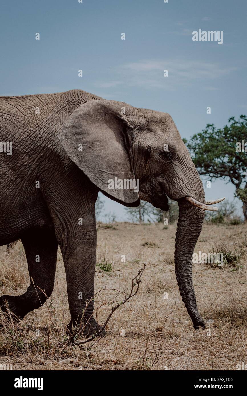 Elephant está caminando por la sabana en el Parque Nacional Serengeti en Tanzania Foto de stock
