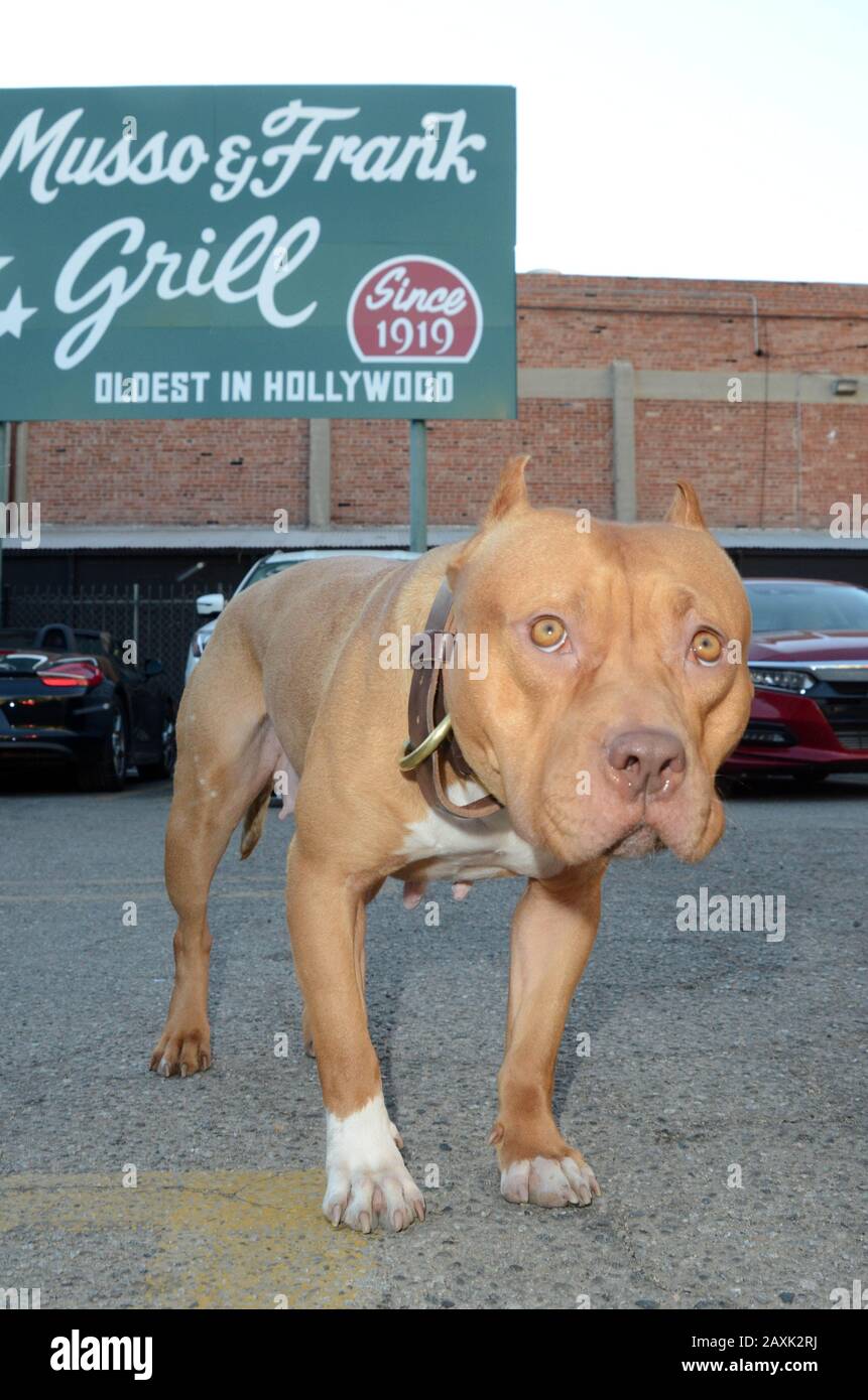 Hollywood, Ca. 11 de febrero de 2020. Sayuri el perro que tocó 'Brandy' en  'Once Upon A Time In Hollywood' realiza una gira por Hollywood con la  actriz DeeDee Bigelow en Hollywood,