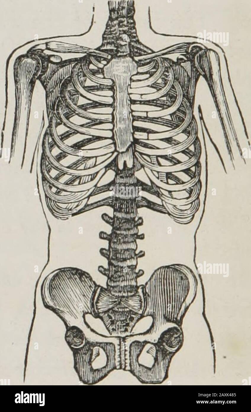 Anatomía humana y comparativa, fisiología e higiene: La boca, otra en el  estómago y otra en el intestino delgado. P. ¿son necesarios diferentes  procesos para adecuarnos a los alimentos para que