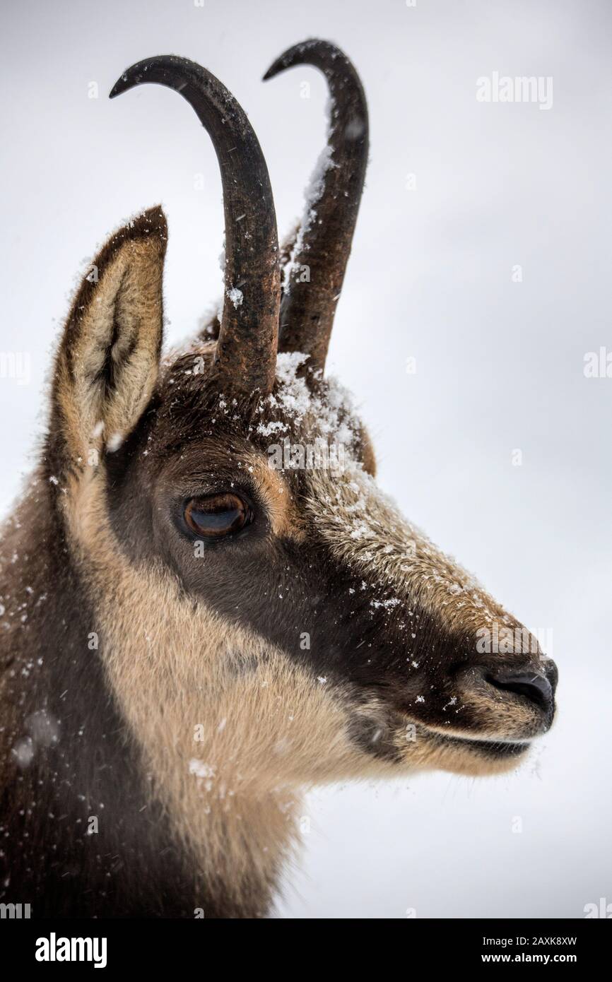 Gemse im Winter Foto de stock