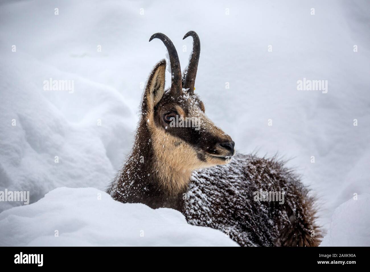 Gemse im Winter Foto de stock