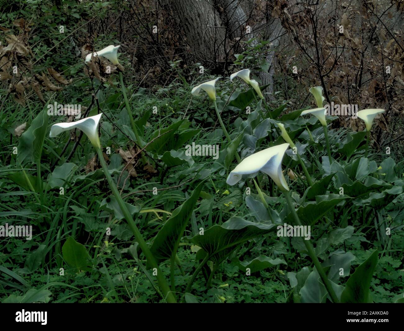 Flor de lirio blanco creciendo silvestre en febrero en la zona del valle de  Nun en Madeira, Portugal, Unión Europea Fotografía de stock - Alamy