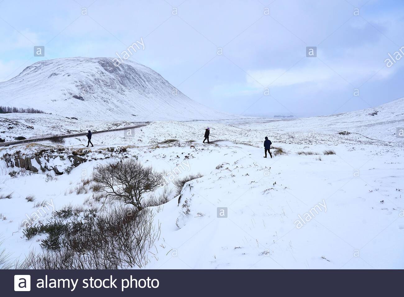 Glencoe, Escocia, Reino Unido. 12 de febrero de 2020. Fuertes nevadas en las tierras altas de Escocia, en Rannoch Moor y Glencoe visto aquí siendo gravemente afectado. Crédito: Craig Brown/Alamy Live News Foto de stock