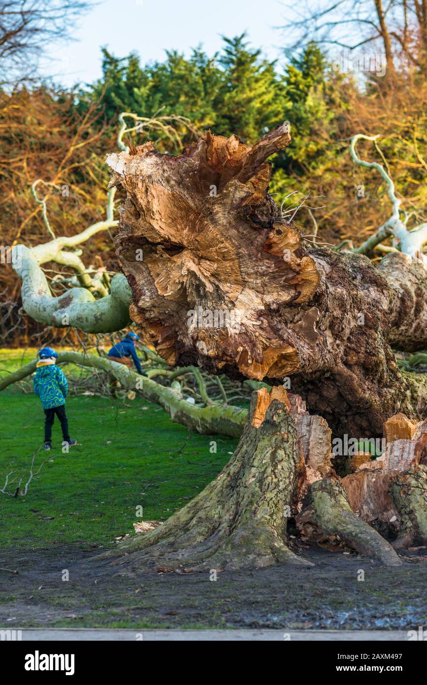 Londres avión daño árbol en Jesús Verde de la Tormenta Ciara. Los árboles en Jesús Lock a Midsummer camino común han estado allí desde 1913. Cambridge. REINO UNIDO. Foto de stock