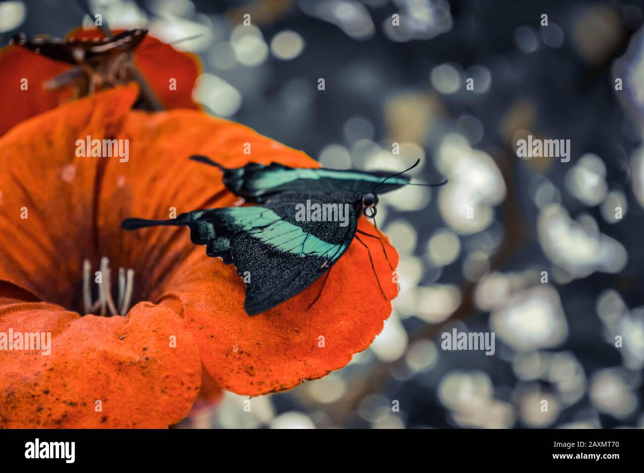 mariposa con alas verdes sentadas en un primer plano de flor roja, filtro Foto de stock