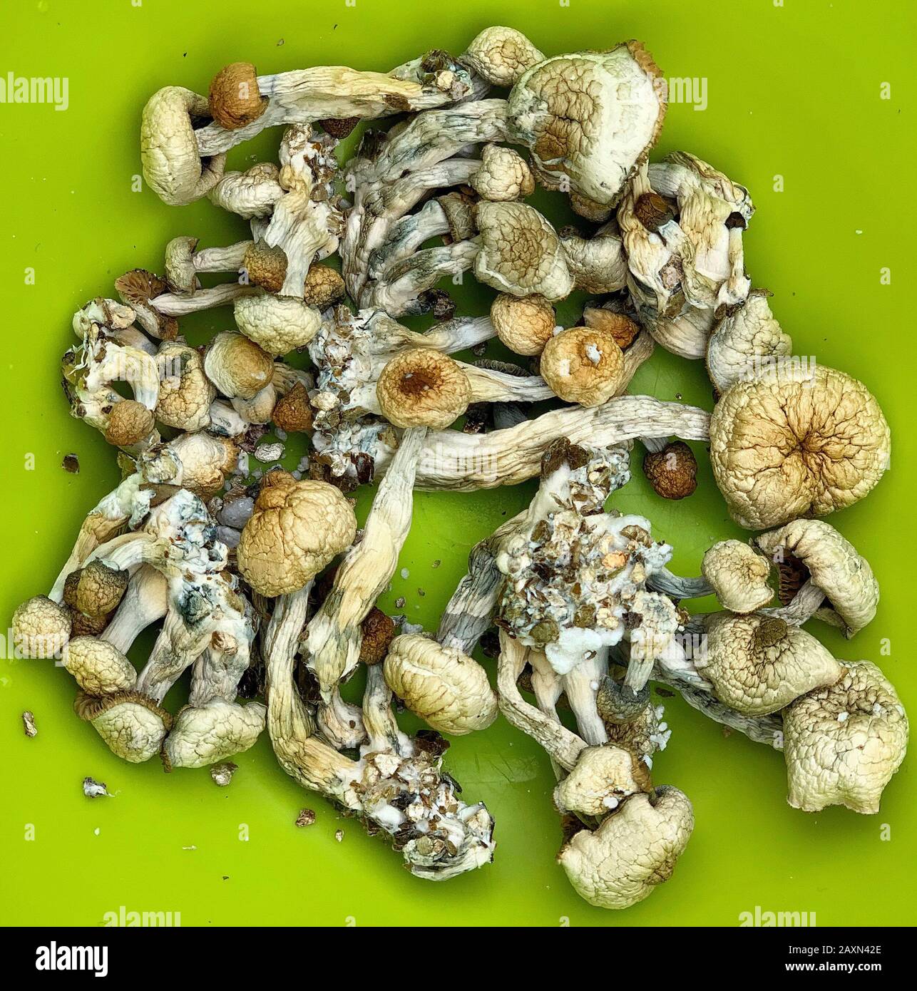 psilocibe cubensis psilocibin hongos mágicos secos. 
