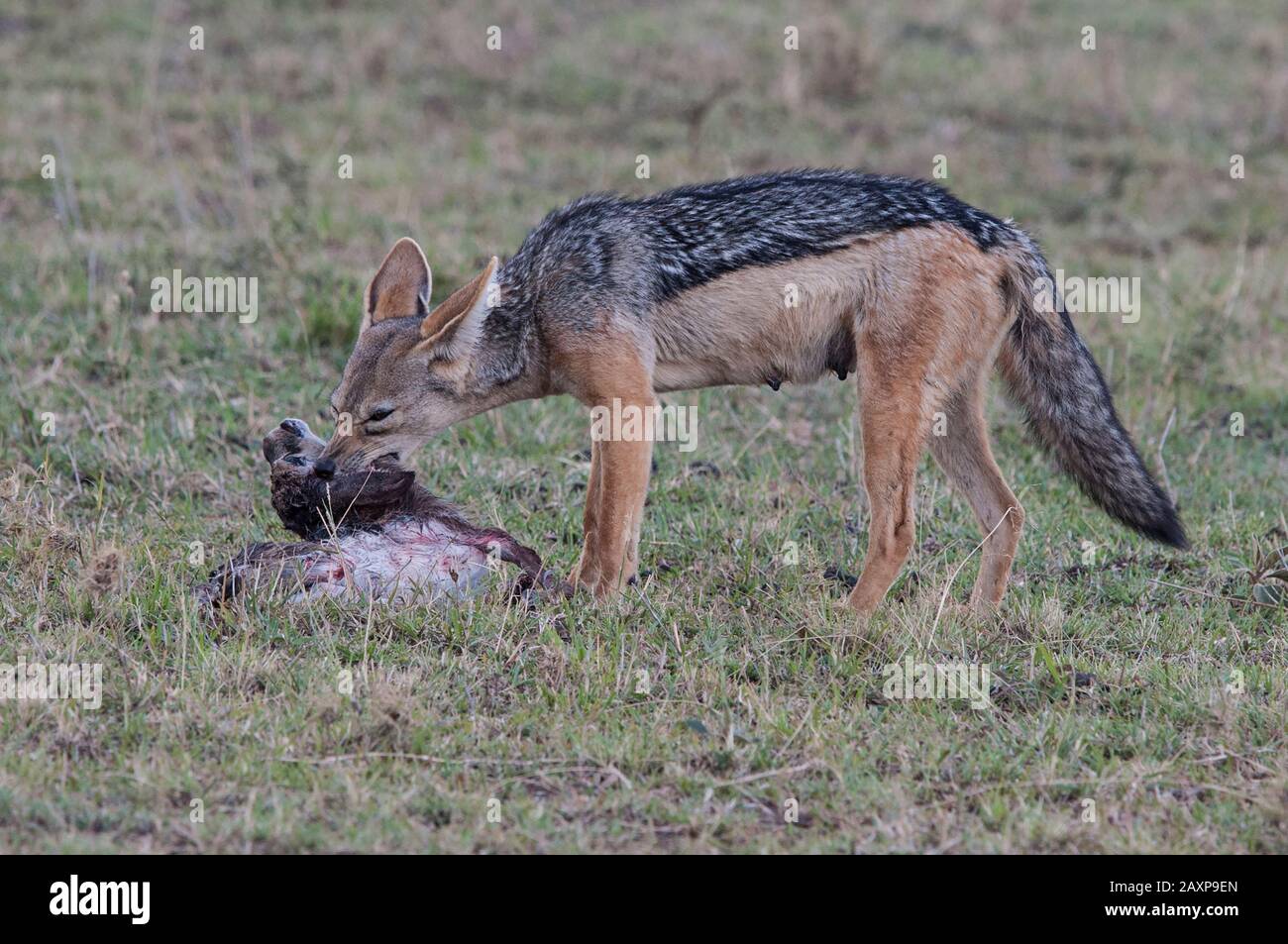 Chacal Bebe Fotos E Imagenes De Stock Alamy