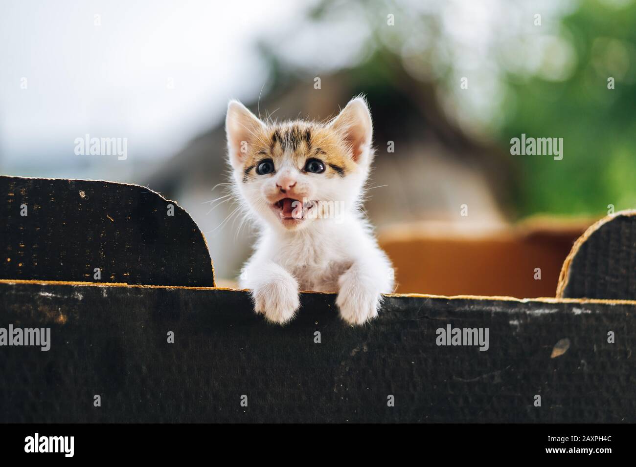 Lindo gato de 3 colores agarrando en la caja de madera Fotografía de stock  - Alamy