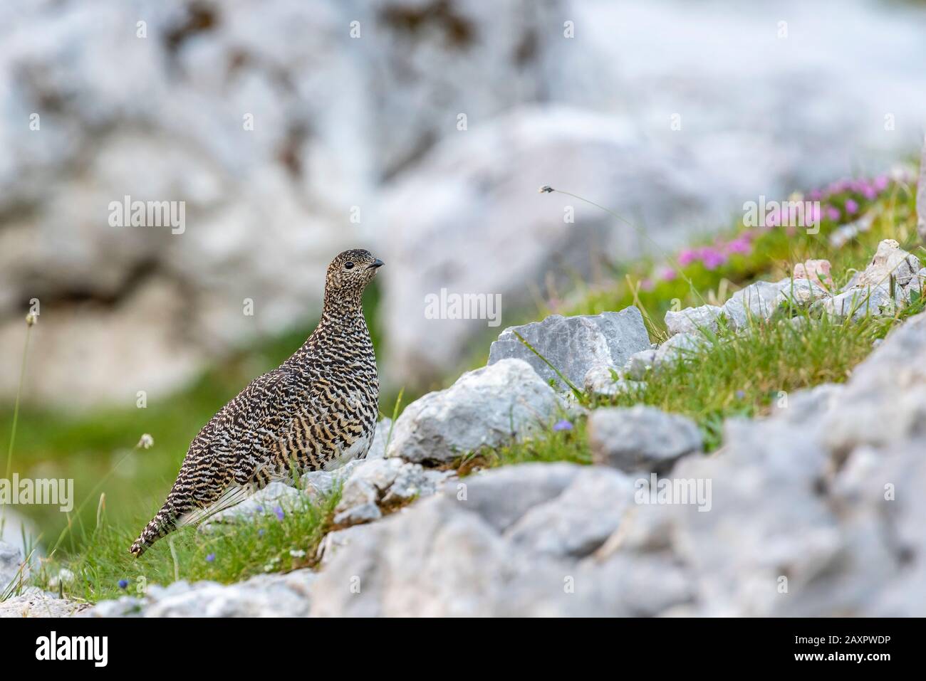 Ptarmigan alpino (Lagopus) Foto de stock