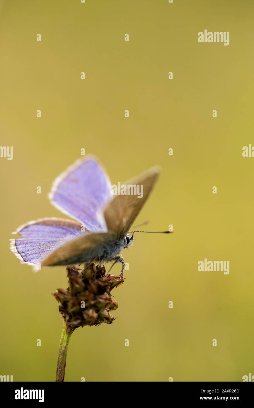 Mariposa gossamer alada (Lycaenidae) sentada sobre una flor Foto de stock