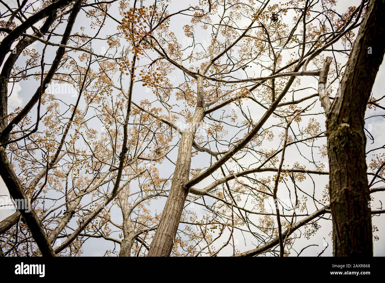Ramas de los arboles sin hojas fotografías e imágenes de alta resolución -  Alamy