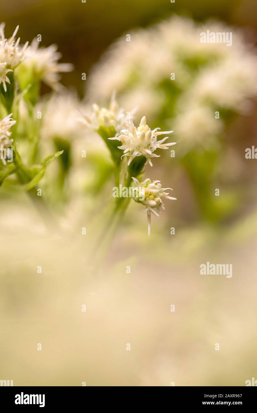 Azahar de butterbur blanco (petasites albus) Foto de stock