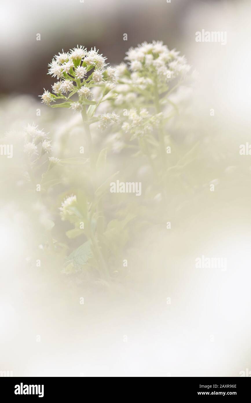 Azahar de butterbur blanco (petasites albus) Foto de stock
