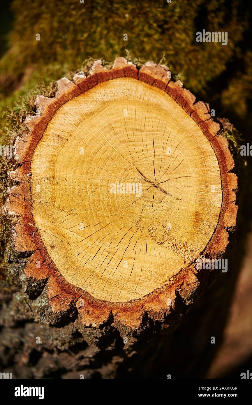 Roble inglés (Quercus robur, Quercus pedunculata), tronco de árbol, perfil Fotografía de stock