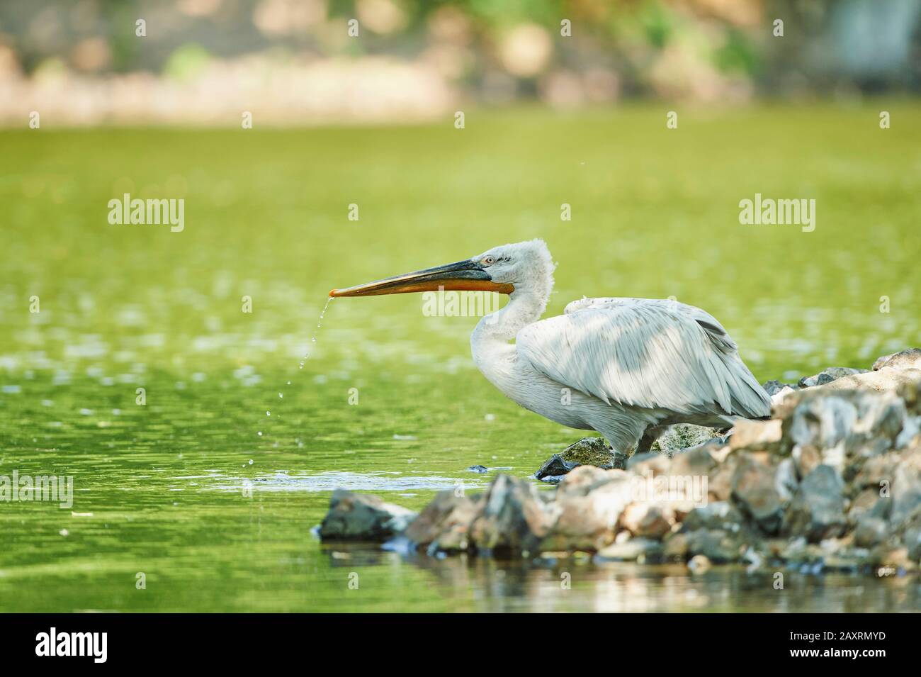 Pelican Dalmacia, Pelecanus crispus, de pie lateralmente Foto de stock