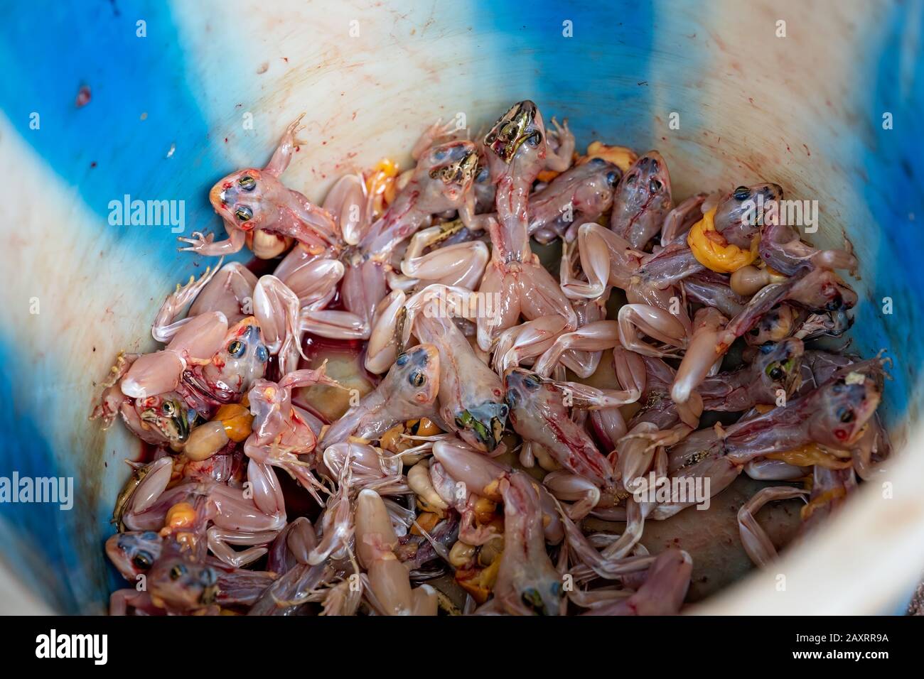 Cubo lleno de ranas vivas peladas de su piel para la venta en el mercado en la calle en Zigong, provincia de Sichuan, China Foto de stock